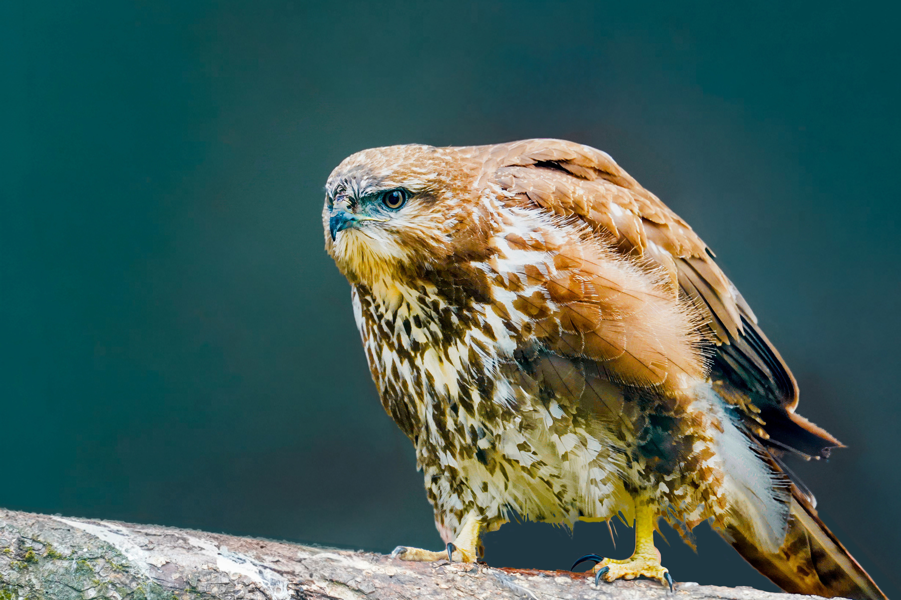 Сарыч готовится к прыжку ястреб птица канюк перья природа дикая хищник на ветке коричневый ветвь сосредоточенный клюв животное хищная глаз перо портрет охотник голова крыло обыкновенный Buteo buteo сарыч