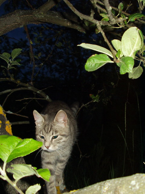 ночной гость кот ночь гость