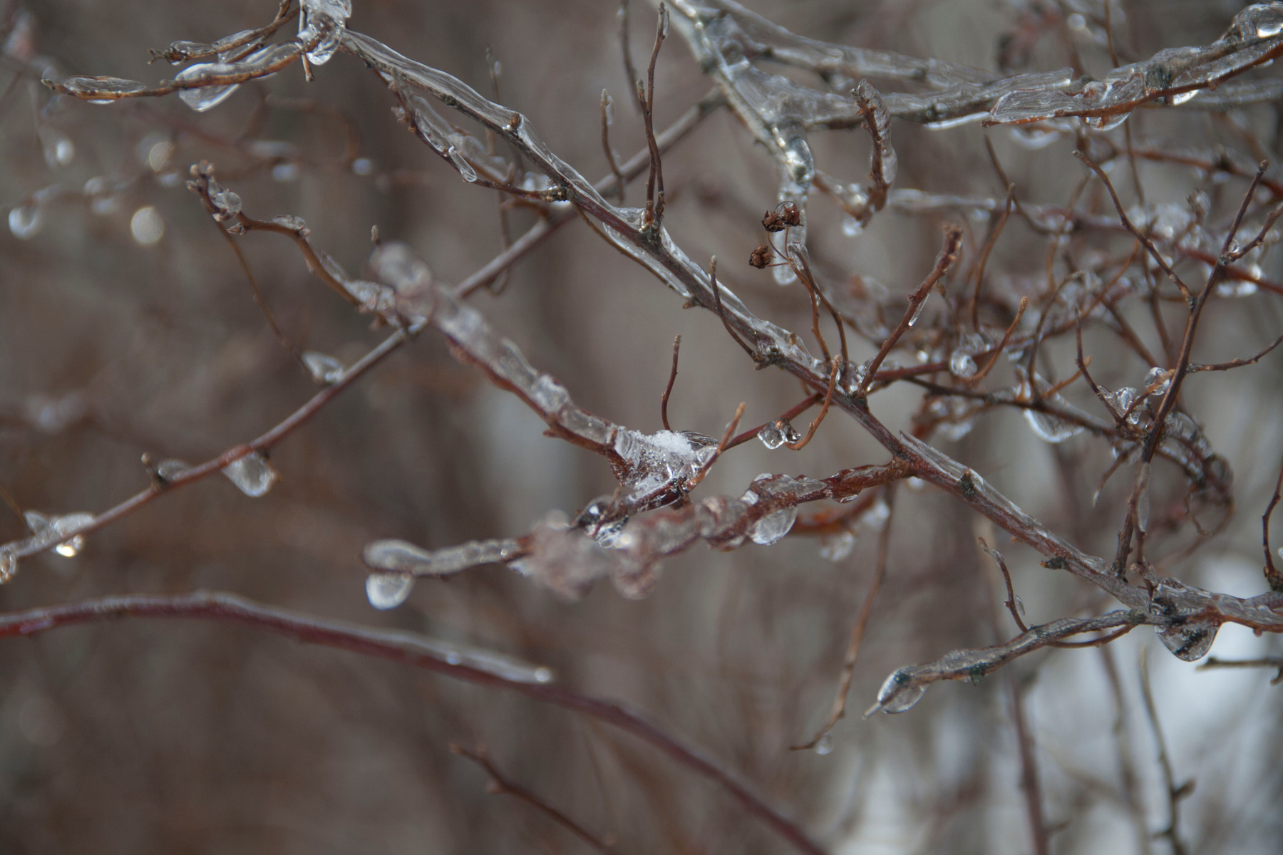 ice tree ice tree