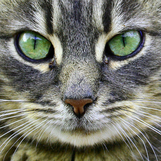 котик 