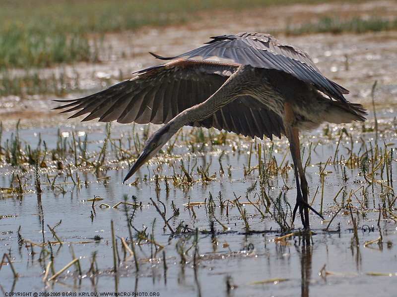Балерина great blue heron