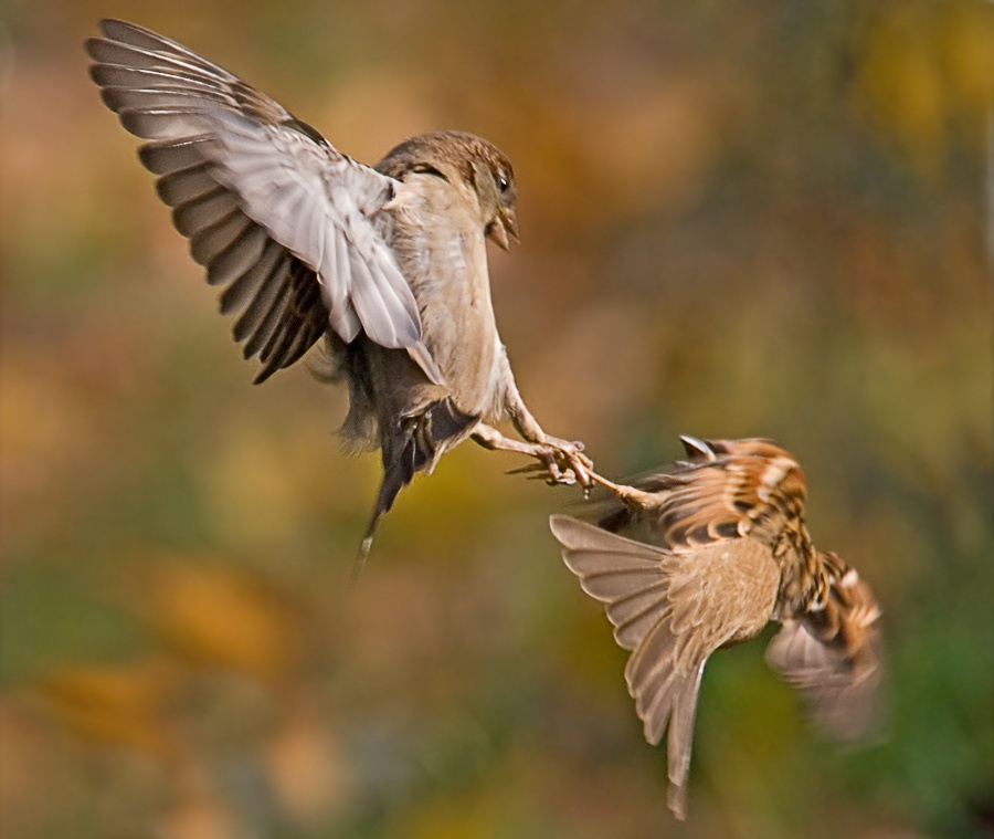 Тодес. Белоусова и Протопопов Домовый воробей, House Sparrow, Passer domesticus. Полевой воробей, Tree Sparrow, Passer montanus. Тодес, Белоусова, Протопопов