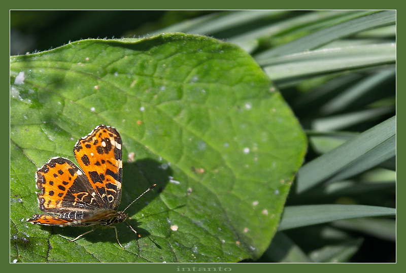 papillon 