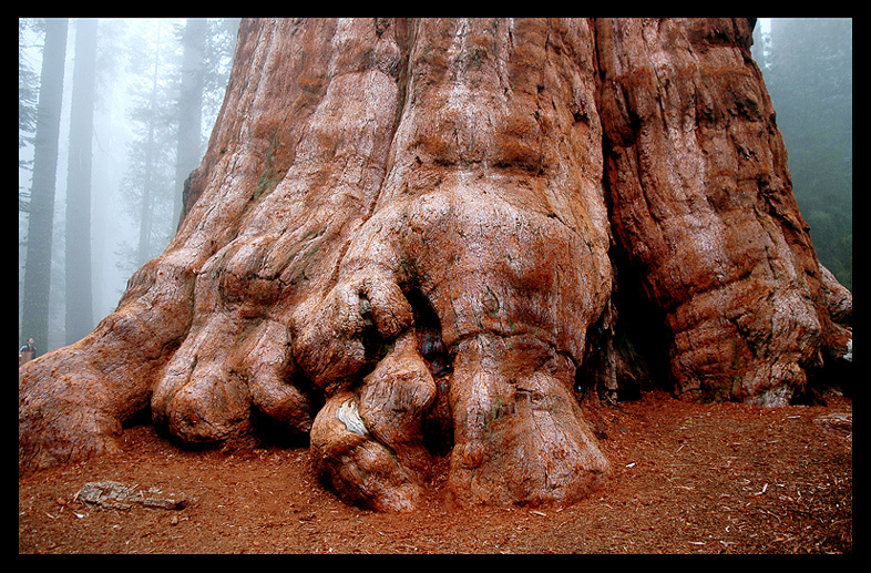 Sequoia National Park California US. 