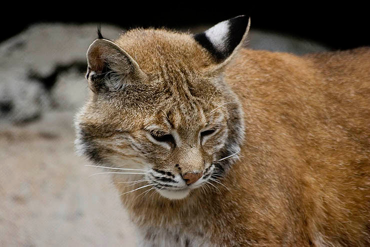 Чуть больше чем кошка Рысь