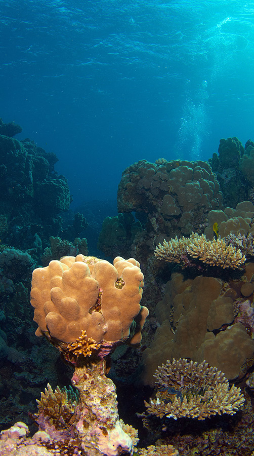 Пейзаж #2 Dahab, Islands, подводный ландшафт, альпийская горка