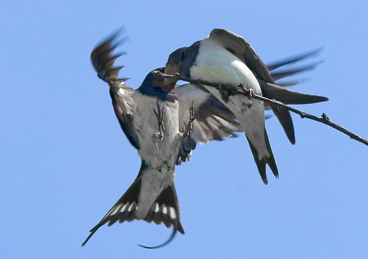 Перекус на лету Деревенская ласточка, касатка , Swallow, Hirundo rustica