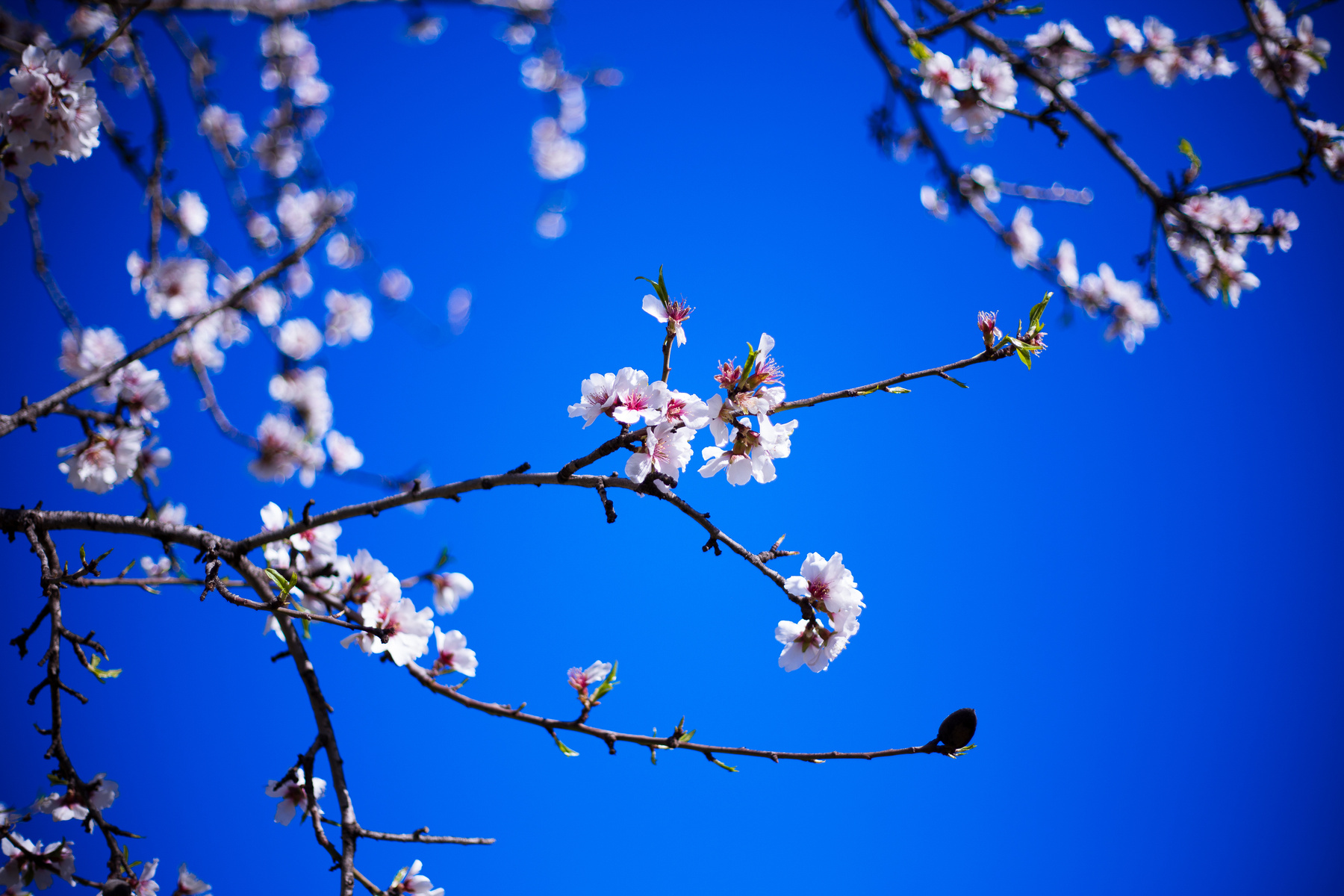 flores de almendra 