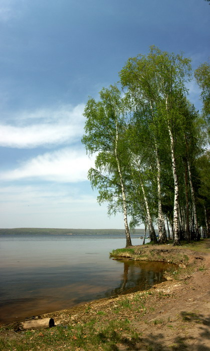 Березы пейзаж березы река