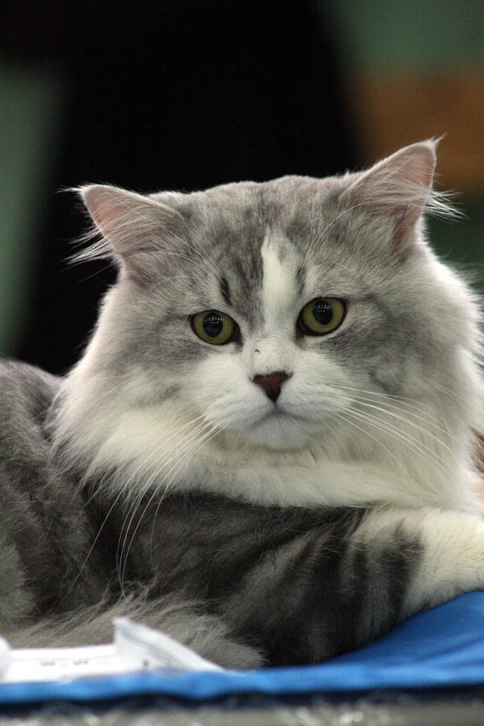 мужик Кот