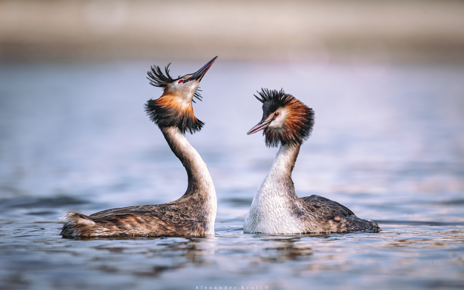 Смотри, какой я! большая поганка чомга podiceps cristatus