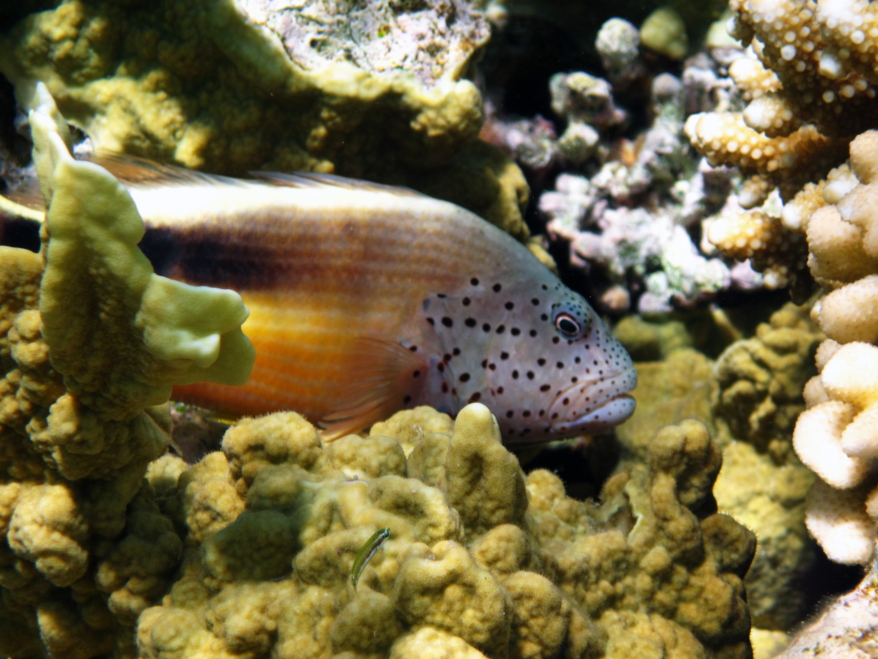 Корис-клоун (Coris aygula) Красное море
