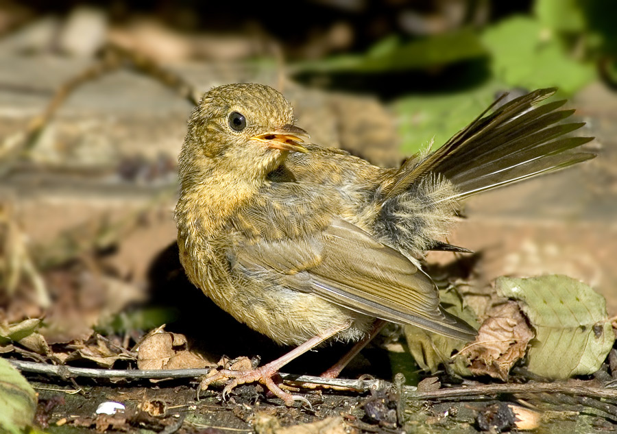 Юная зарянка Зарянка, Robin, Erithacus rubecula