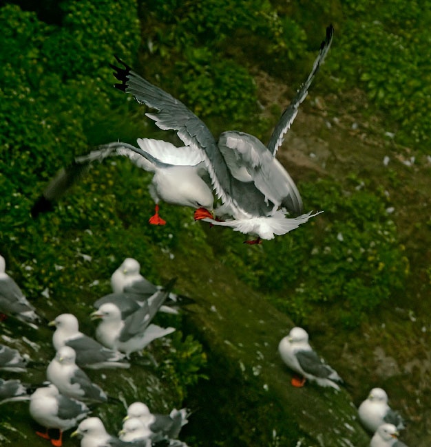 Воздушные битвы Говорушка, Rissa brevirostris, Red-legged Kittiwake, St. George Island, the Pribilofs, Bering Sea, Alaska
