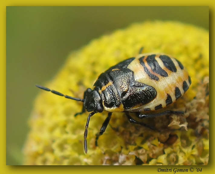 ~Нимфа клопа~ (yellow) 