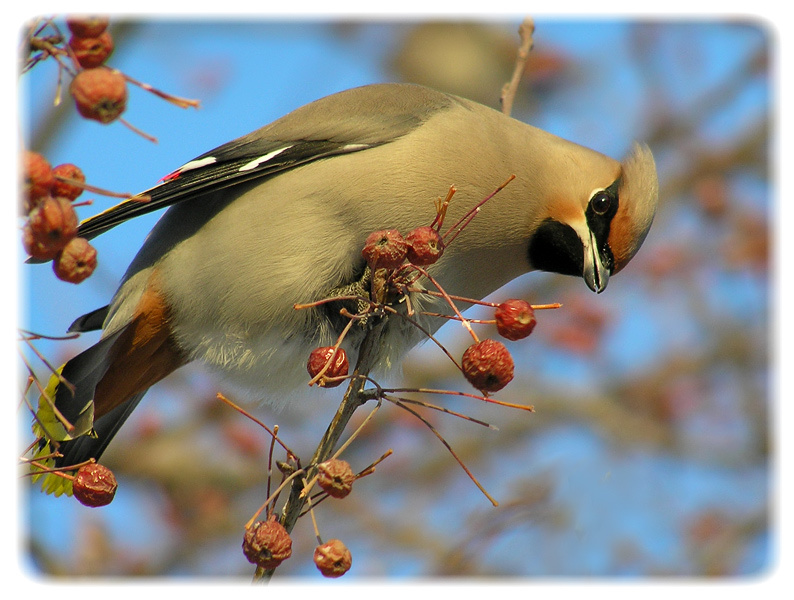 Любопытный свиристель waxwing