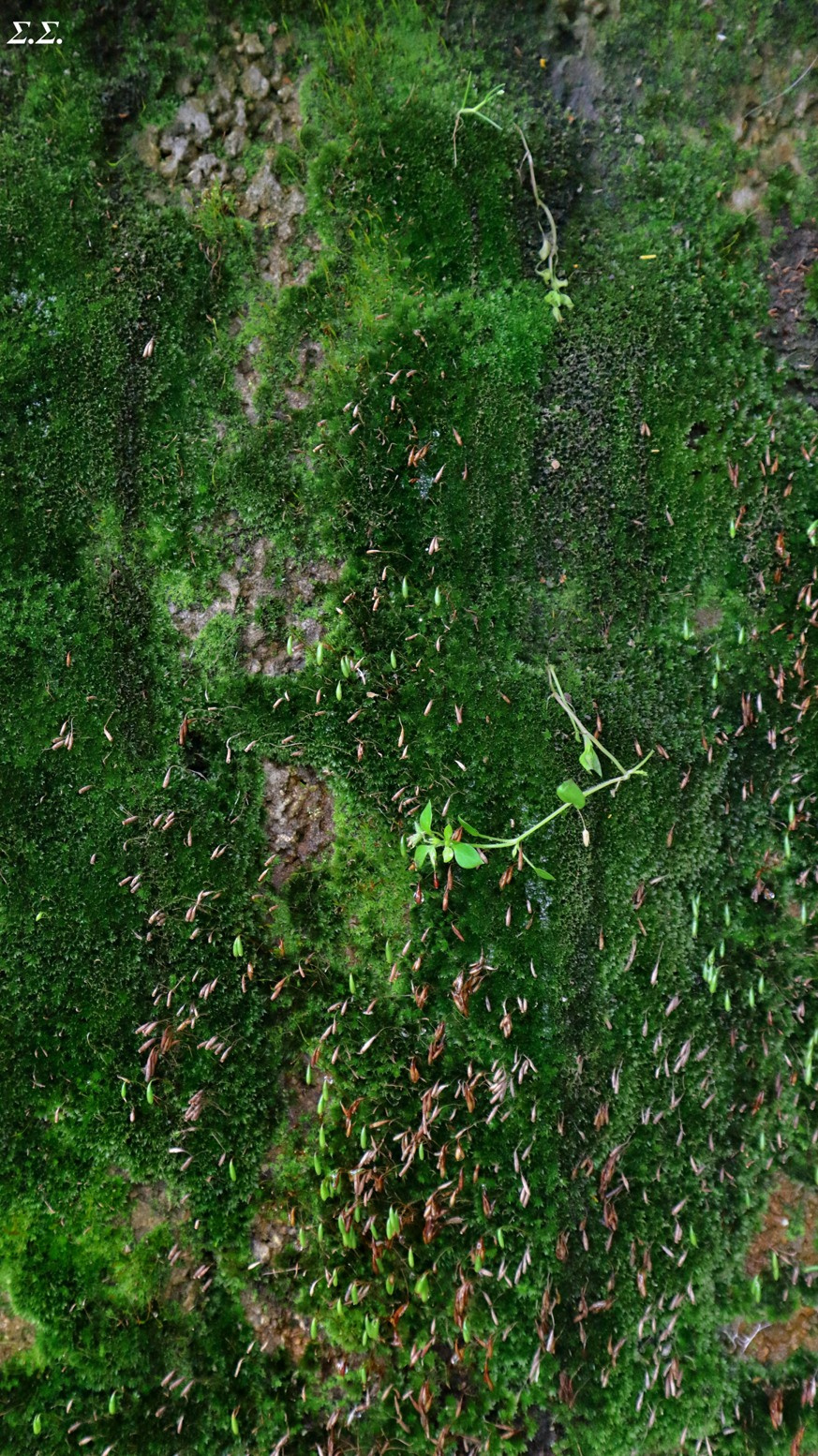 EXCESSIVE MOLD 