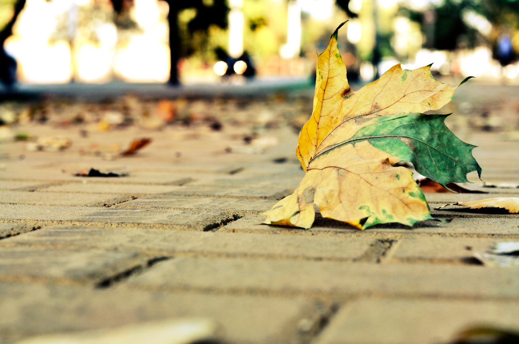 осень природа