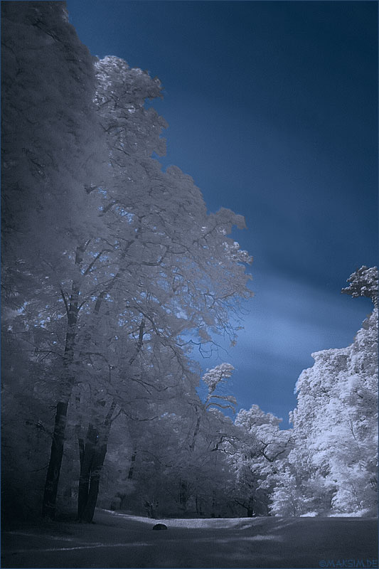 Elbauenpark #1  парк эльба инфрокрасная фотография ИК зима лето
