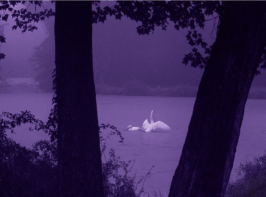 swans 