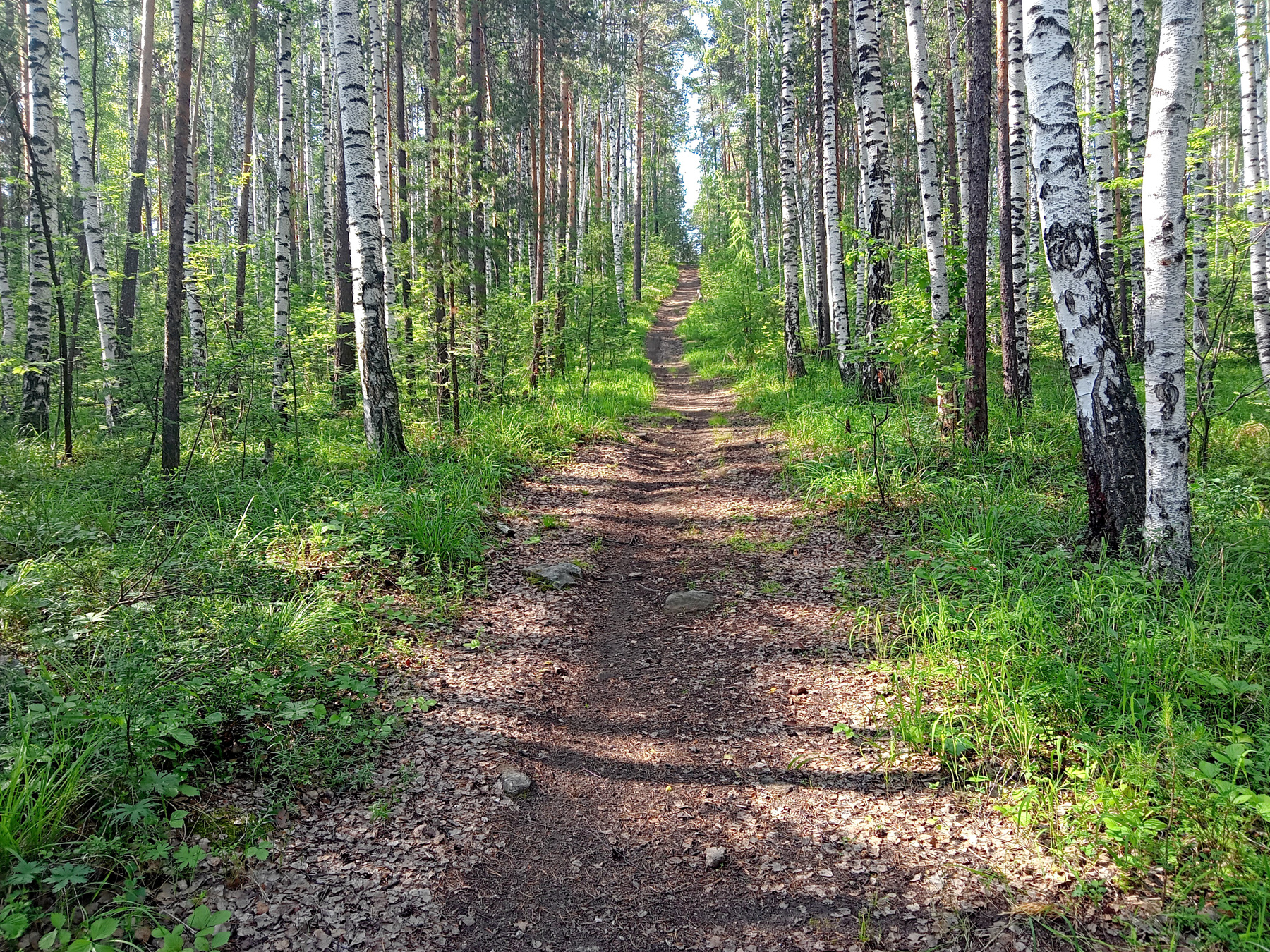 Лесная прогулка 