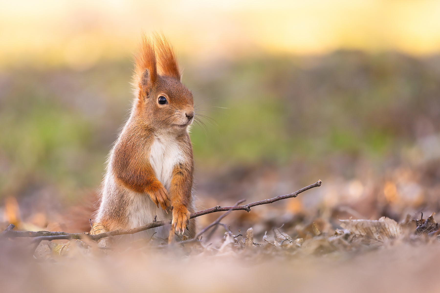 Squirrel 