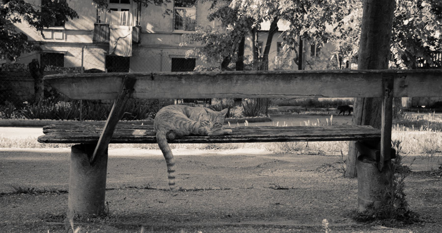 кот с яицами кот яица скамейка улица