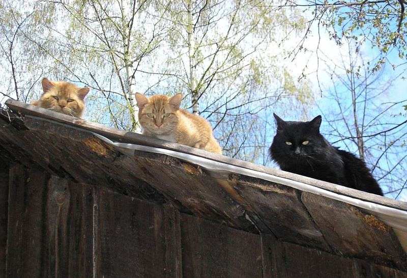 Three tom-cats cats sun кошки коты солнце Дубна животные pets