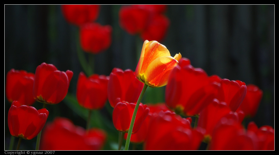 In spotlight Tulips