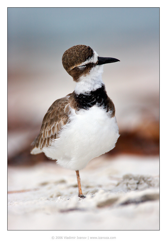 Нега Wilsons Plover Fort DeSoto Florida USA