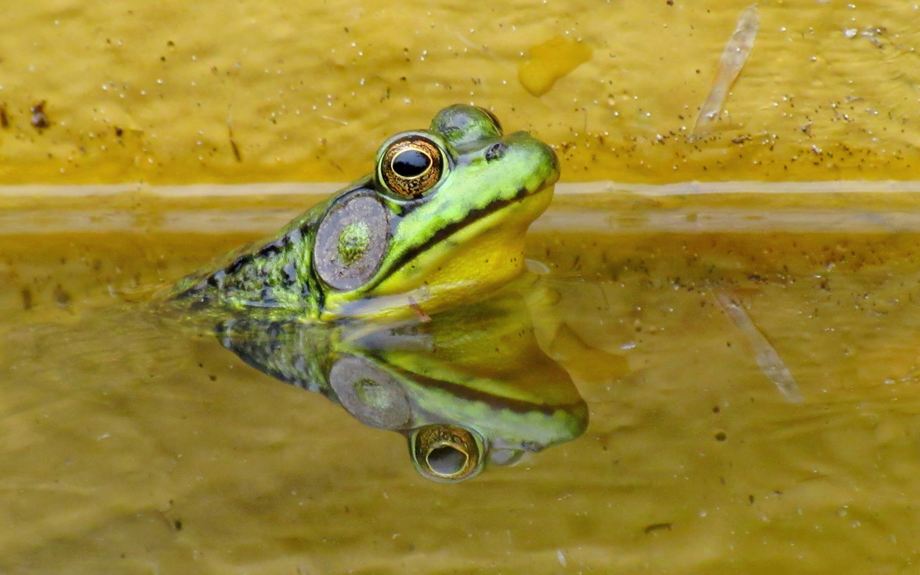 Lithobates clamitans green frog