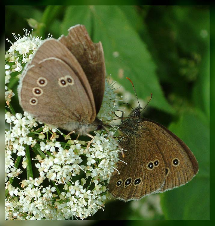 Пара бабочек... Бабочки, лето, цветы