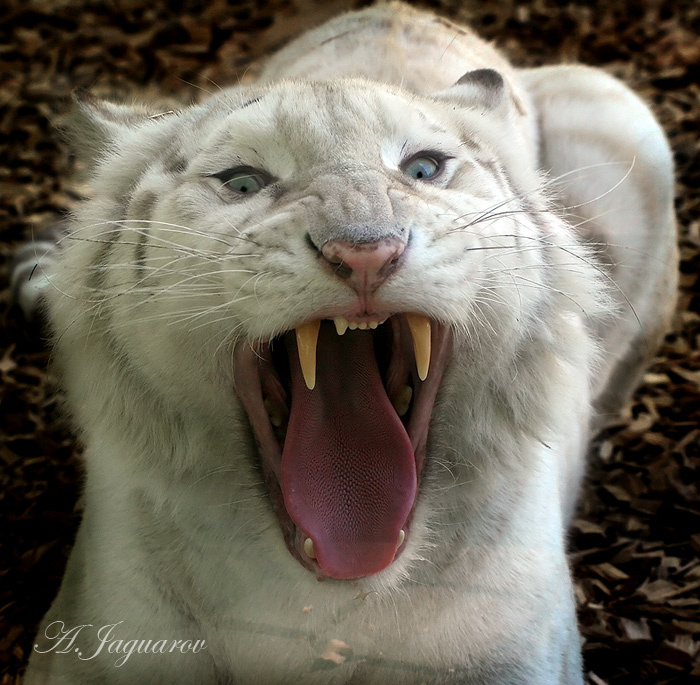Поцелуй белой лигры ;) Лигр Liger