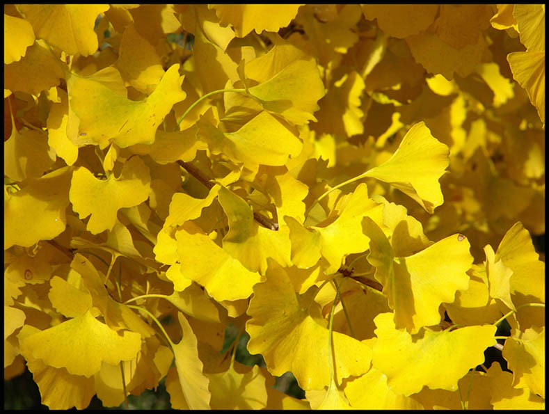 Zoloto Oseni Zoloto, Gold