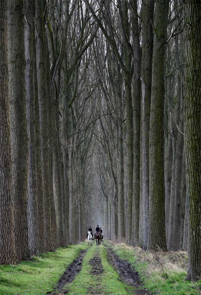 The Forest horse riders    forest
