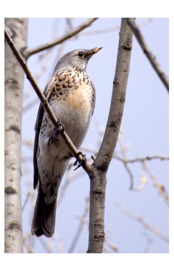 bird bird, thrush