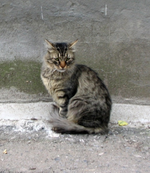 грустный рысь кот
