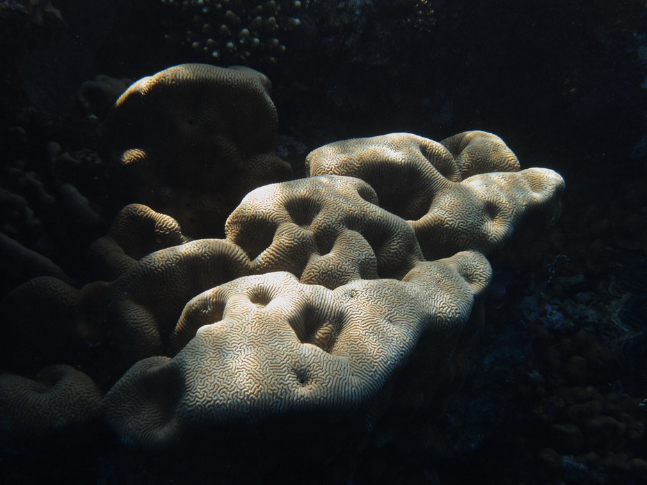 *** Sharm El Sheikh coral reef
