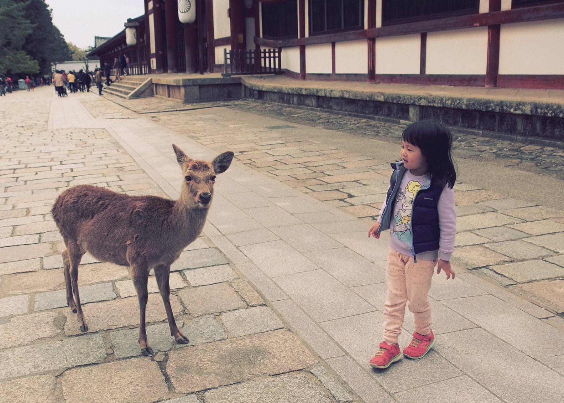 Посещая город Nara Nara Japan Нара Япония hokku хокку Хайку олень ребенок встреча эмоции настроение храм Будды