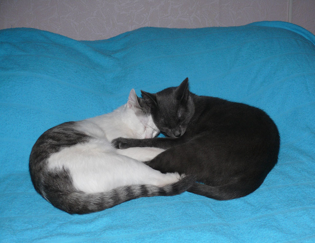 После ссоры коты, животные