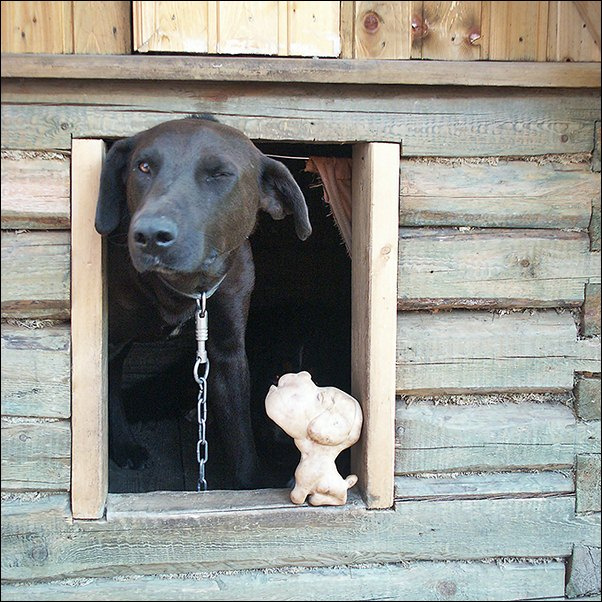 собаки пЁс