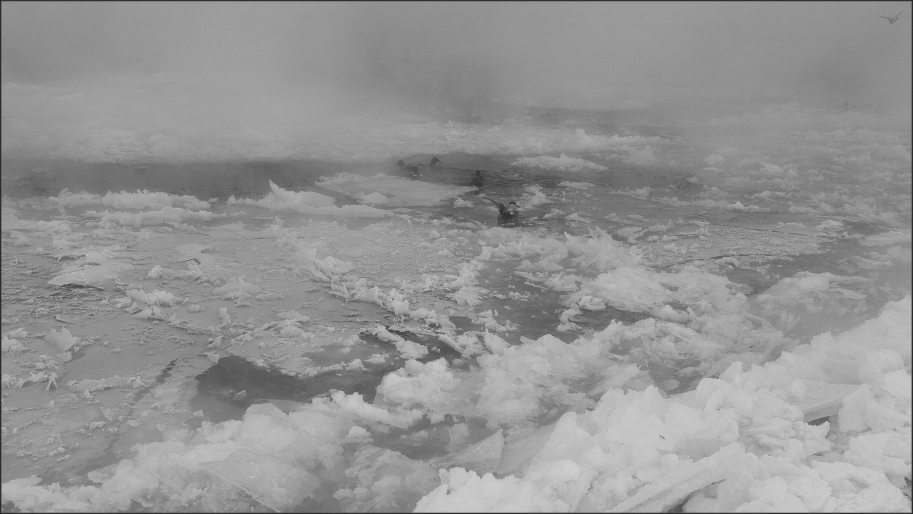 - 35 градусов  и утки Холод мороз январь утки