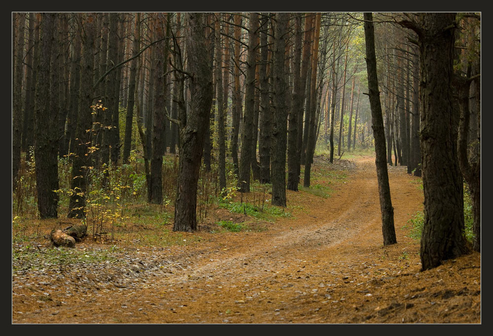 сосенки, дорожки лес