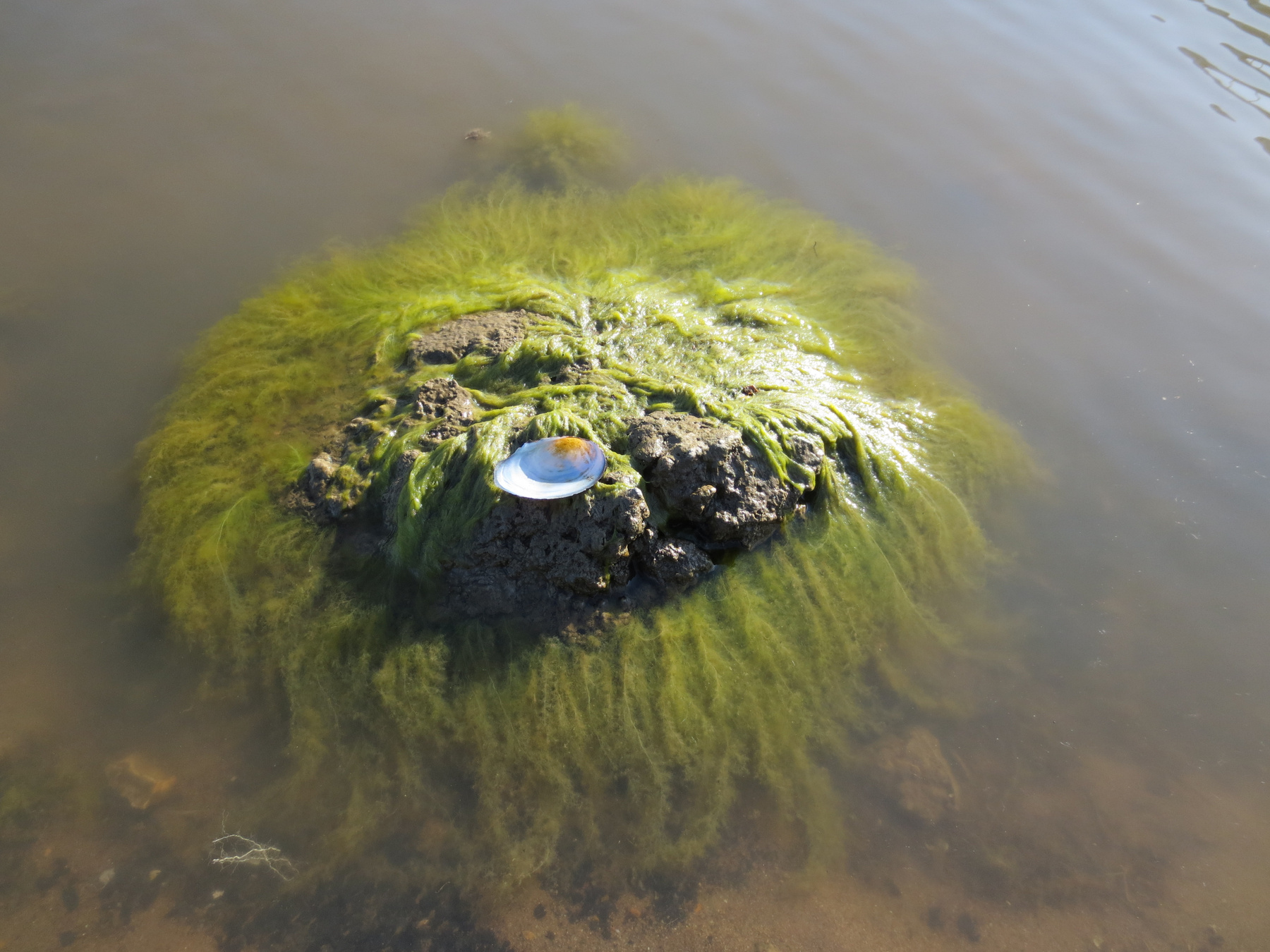 Водный мир. 