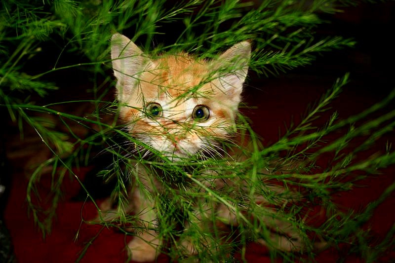 Ой! Цветочки )) Рыжий кот котёнок котик Васька