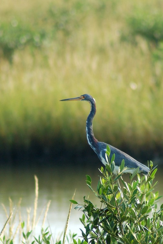 Egretta tricolor Egretta tricolor