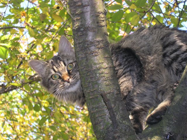Киса Кошка, дерево
