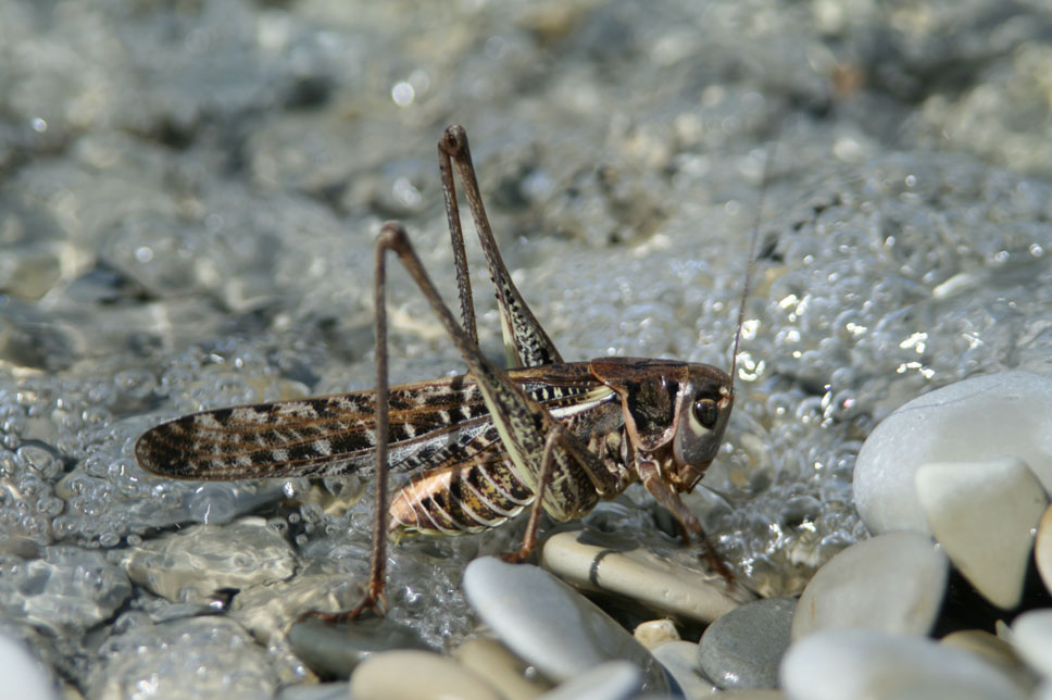 пляж для саранчи море, прилив, утро, саранча