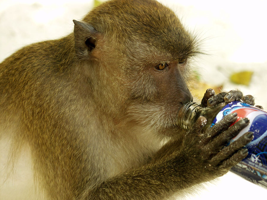 Leonardo DiCaprio no monkey (c) Даша Обезьянка