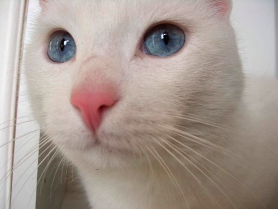 blue ise кошка белая